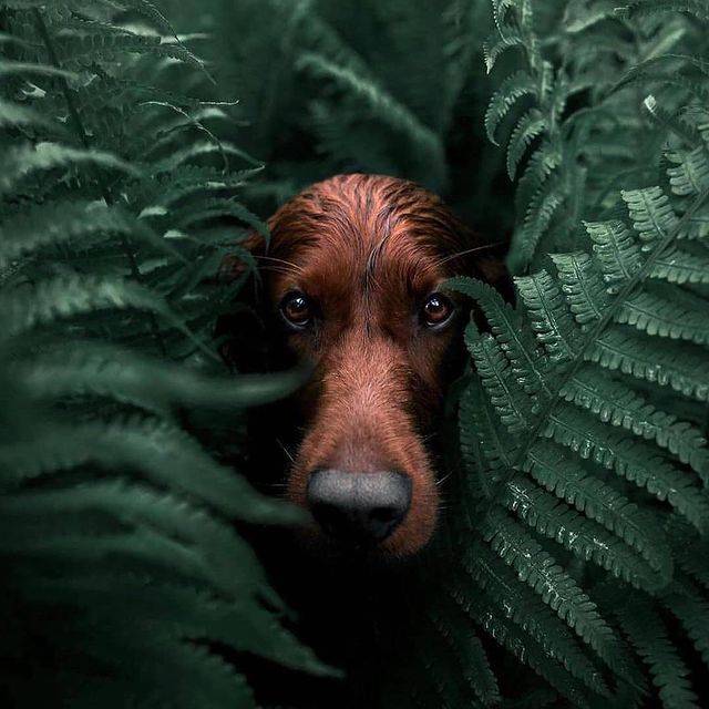 Carousels 83 wd inst slider 4